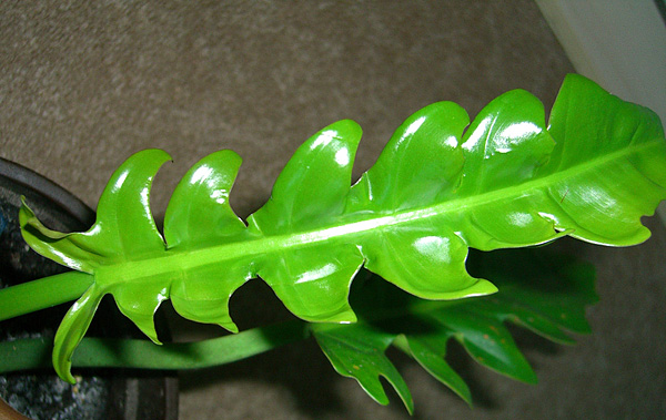 Philodendron stenolobum × selloum Philodendron stenolobum × selloum