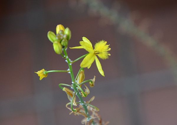 Die Blüte der Bulbine frutescens