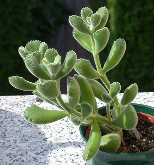 Cotyledon tomentosa