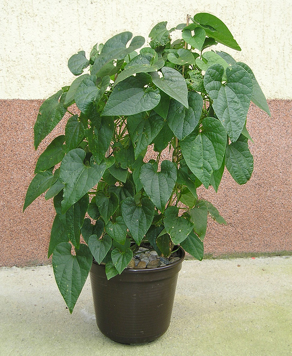 Aristolochia grandiflora