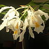 Coelogyne cristata