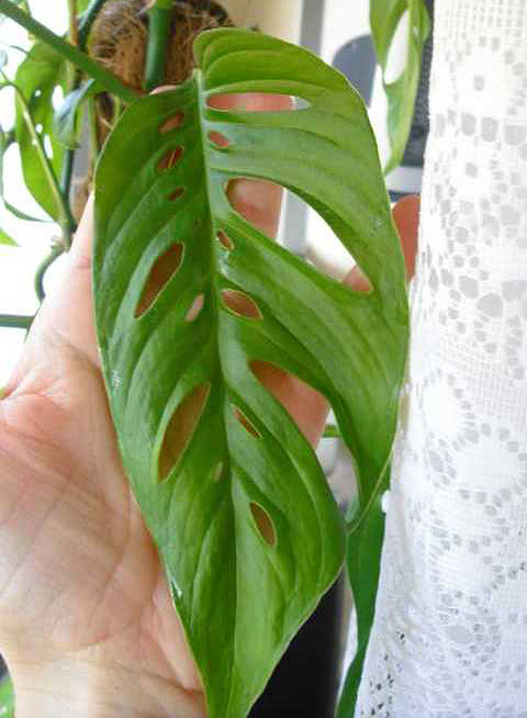 Monstera adansonii Monstera adansonii