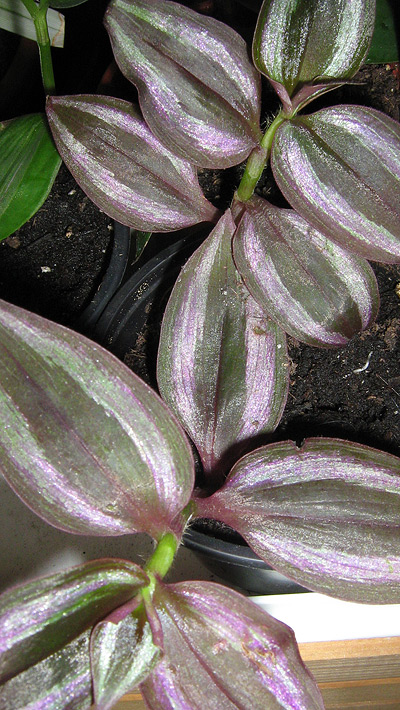 Zebrina purpusii Zebrina purpusii