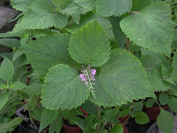 Plectranthus fruticosus
