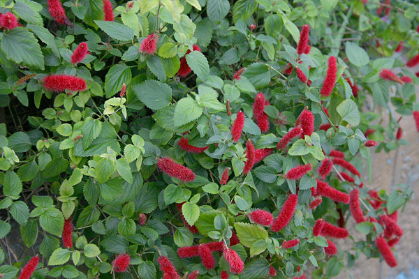 Acalypha reptans