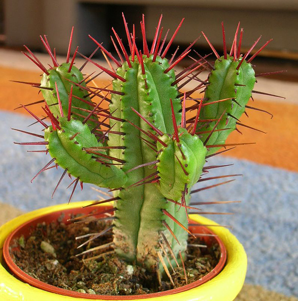 Euphorbia enopla Euphorbia enopla