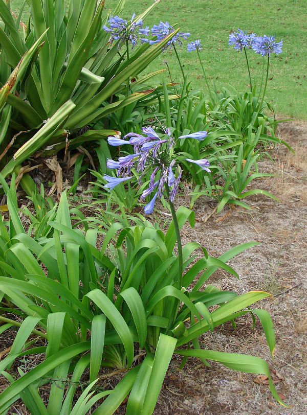 Agapanthus praecox