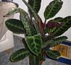 Calathea warscewiczii