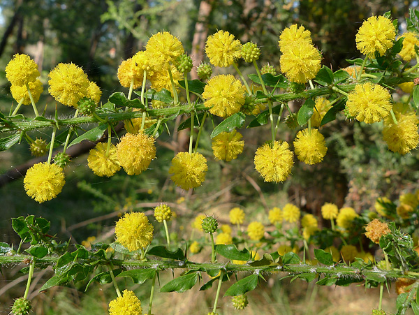 Acacia armata Acacia armata