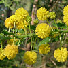 Acacia armata