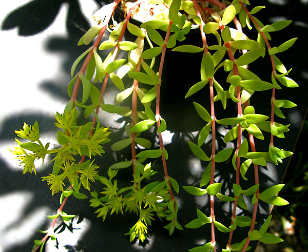 Sedum lineare Sedum lineare