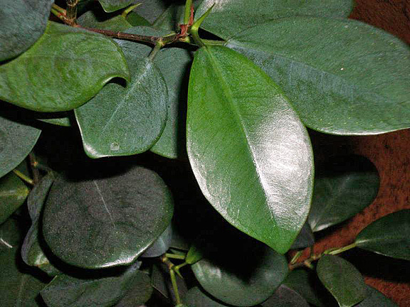 Ficus moclame