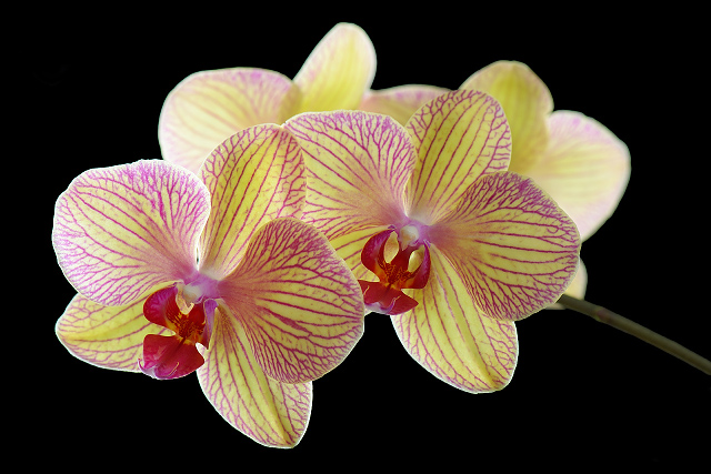 Orchidee_DSC_4906.jpg