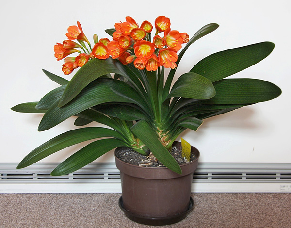 Clivia miniata