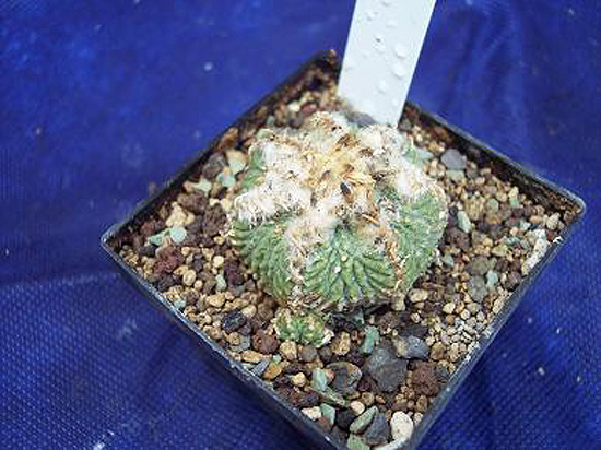 Aztekium ritteri, wurzelecht Aztekium ritteri, wurzelecht