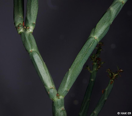 Euphorbia pteroneura Euphorbia pteroneura
