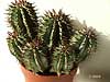 Euphorbia horrida