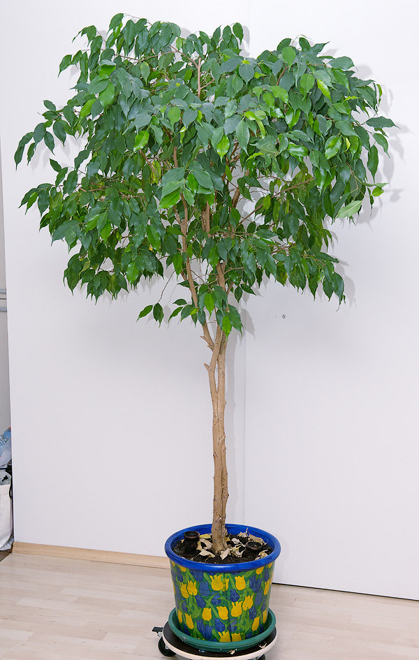 Ficus benjamina