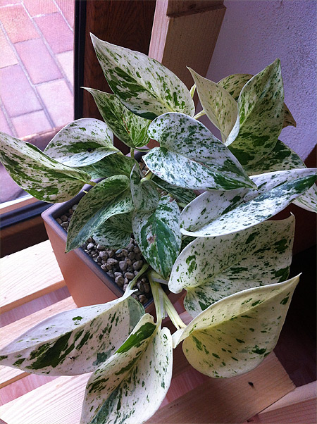 Epipremnum pinnatum 'Marble Queen' Epipremnum pinnatum 'Marble Queen'