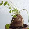 Dioscorea elephantipes