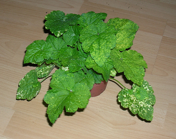 Tolmiea menziesii