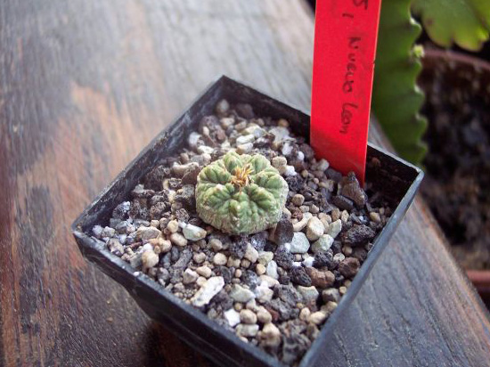 Aztekium ritteri, wurzelecht Aztekium ritteri, wurzelecht