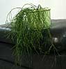 Rhipsalis teres