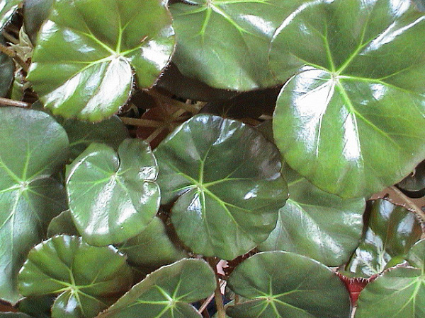 Begonia × erythrophylla Begonia × erythrophylla