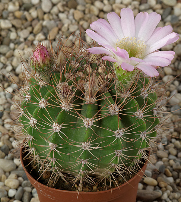 Acanthocalycium violaceum