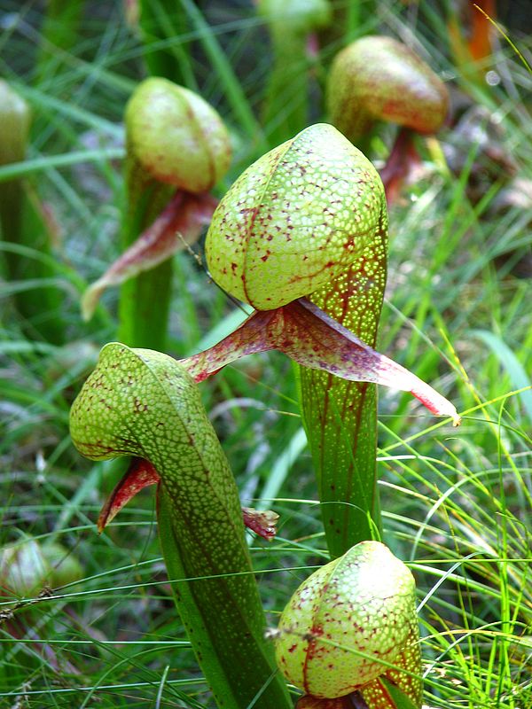 Darlingtonia californica Darlingtonia californica