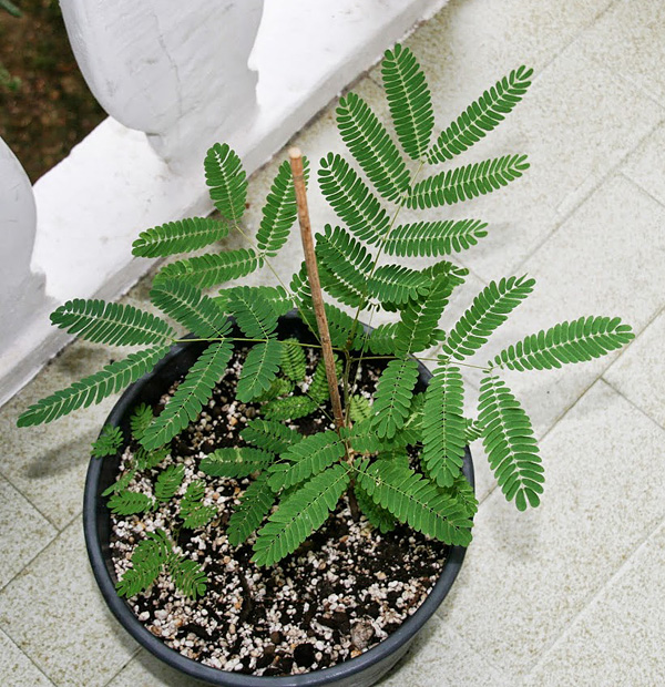 Albizia julibrissin Albizia julibrissin