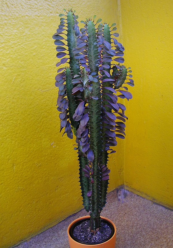 Euphorbia trigona cv. Euphorbia trigona cv.