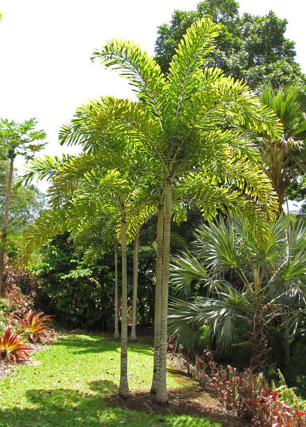 Wodyetia bifurcata Wodyetia bifurcata