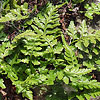 Asplenium marinum