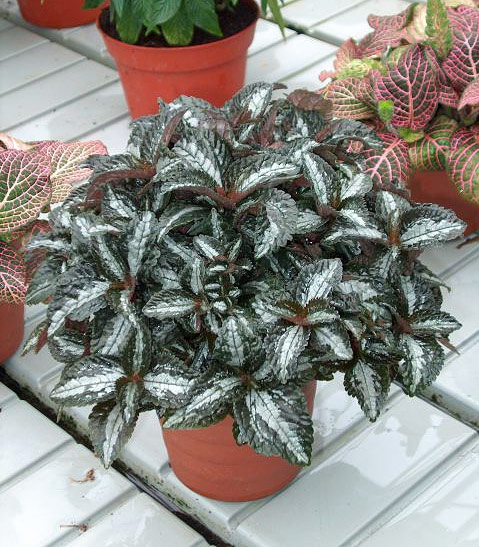 Pilea spruceana 'Silver Tree' Pilea spruceana 'Silver Tree'