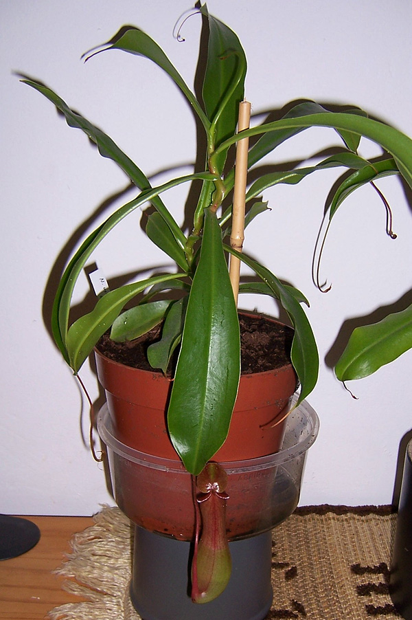 Nepenthes ventriculosa × alata