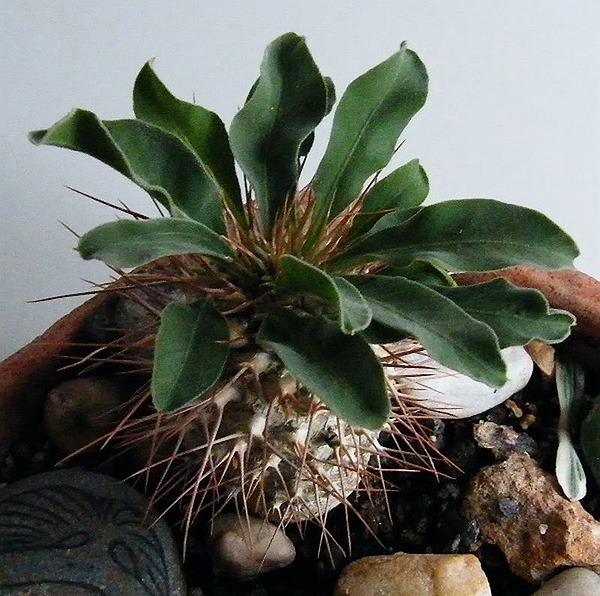 Pachypodium namaquanum