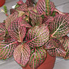 Fittonia verschaffeltii