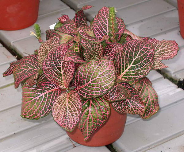 Fittonia verschaffeltii Fittonia verschaffeltii
