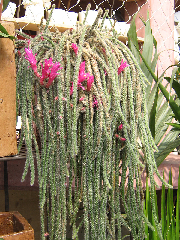 Aporocactus flagelliformis Aporocactus flagelliformis