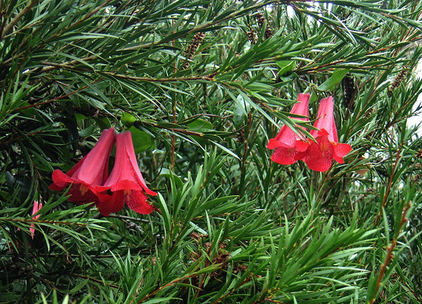 Lapageria rosea