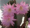 Echinopsis 