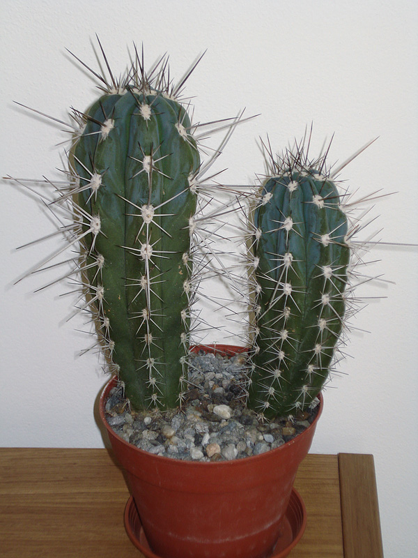 Stetsonia coryne Stetsonia coryne