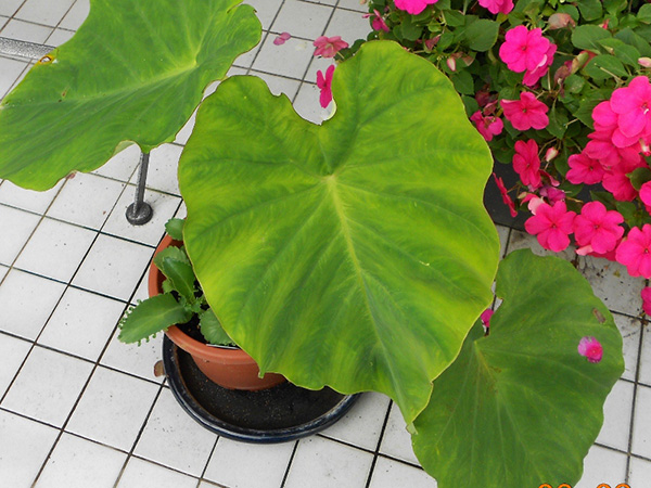 Colocasia esculenta