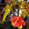 Abutilon pictum