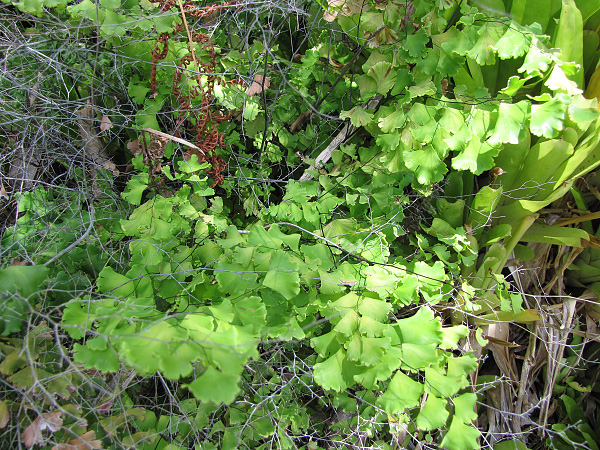 Adiantum tenerum