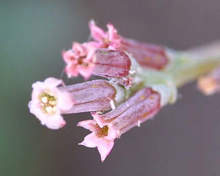 Adromischus cooperi