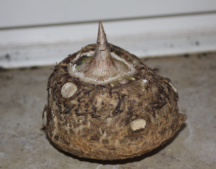 Die Knolle der Typhonium venosum Die Knolle der Typhonium venosum