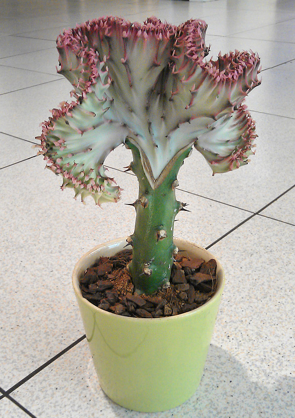 Euphorbia lactea 'Cristata'