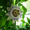 Passiflora caerulea